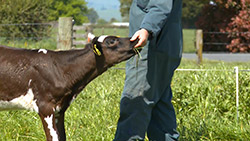 calf feeding